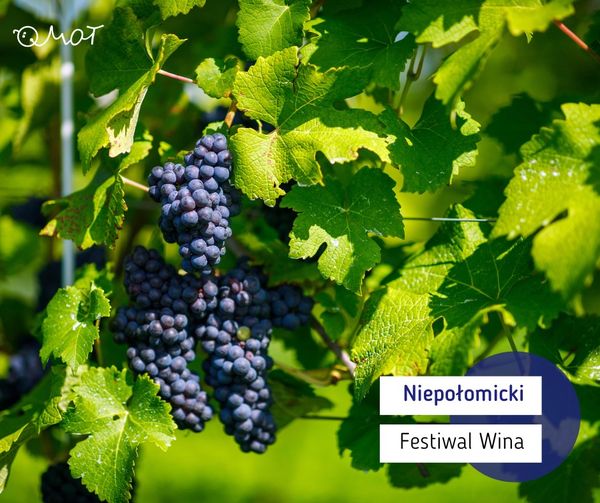 Już w ten weekend 2-3 września odbywa się Niepołomicki Festiwal Wina.